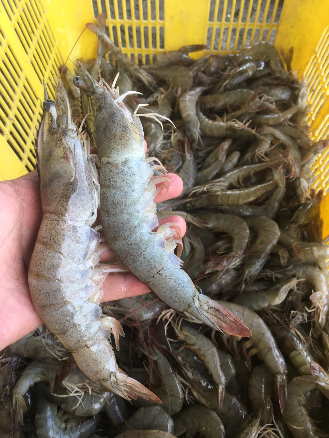 Udang vannamei Marvena